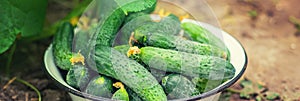 Harvesting homemade cucumbers. Selective focus. nature. food