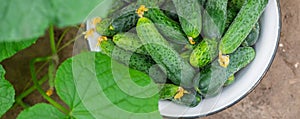 Harvesting homemade cucumbers. Selective focus. nature. food