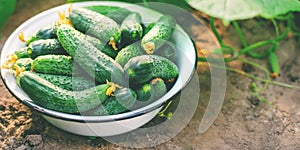 Harvesting homemade cucumbers. Selective focus. nature. food