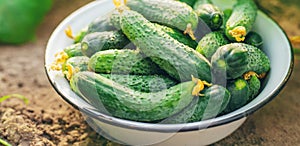 Harvesting homemade cucumbers. Selective focus. nature. food