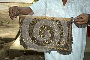 Harvesting Honey