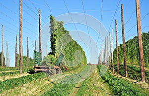 Harvesting Hop