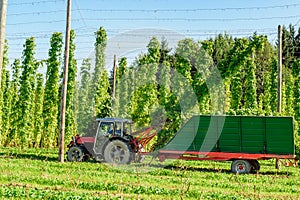 Harvesting Hop with a Truck