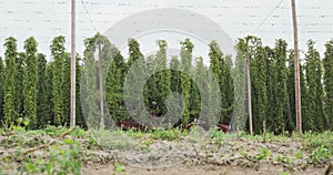 Harvesting hops in the field Plantation worker cuts the stems with ripe hop cones that