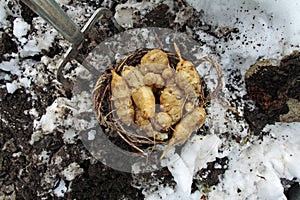Harvesting Jerusalem artichokes in winter with a digging fork