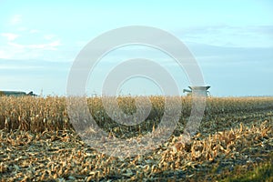 Harvesting a large field of maize in autumn