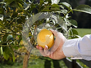 Harvesting lemons -Citrus limon
