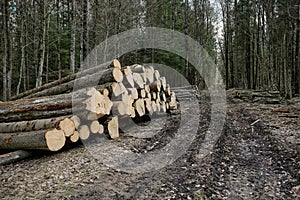 Harvesting logs in the forest. Forest industry