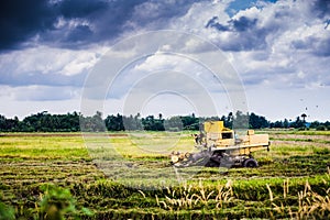 Harvesting machine at padi field