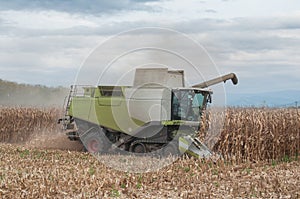 Harvesting of maize grain