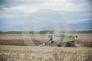 Harvesting of maize grain