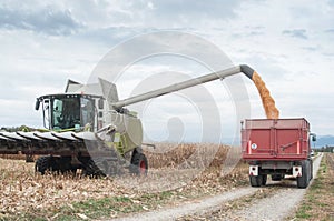 Harvesting of maize grain