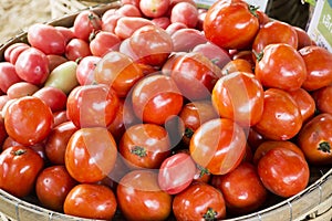 Úroda mnoho čerstvý rajče zeleninový ukázat a 