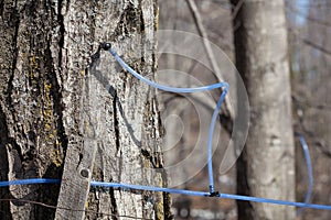 Harvesting maple syrup