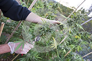 Harvesting medical marijuana