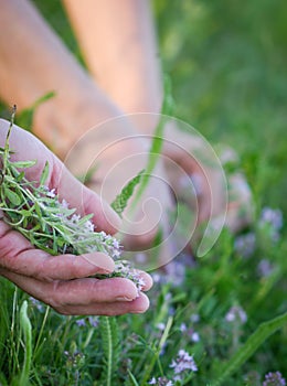 Harvesting medicinal plants