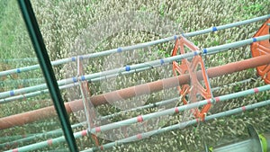 Harvesting mowing ripe wheat in sunny summer weather. Poin if view from harvester cabin. Farmer combine harvester on