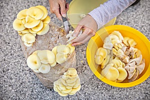 Harvesting and mushrooming on a mushroom farm, fungiculture golden oyster