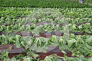 Harvesting mustard green