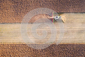 Harvesting oilseed rape in autumn field