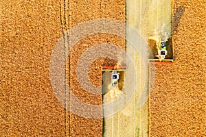 Harvesting oilseed rape in autumn field