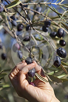 Harvesting olives by hand