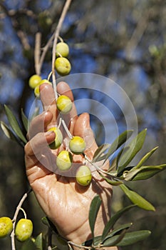 Harvesting olives by hand