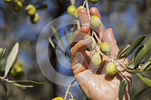 Harvesting olives by hand