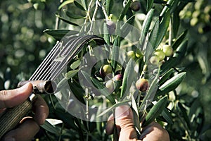 Harvesting olives in Spain