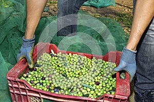 Harvesting olives in Spain