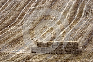 harvesting in oltrepo pavese