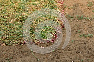 Harvesting of onion red onions. Preparation of onion for drying