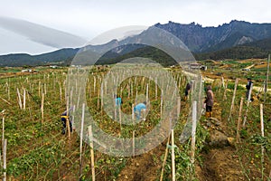 Harvesting Operations Commence in Mesilou Village