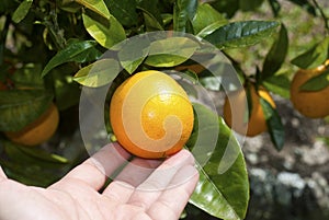Harvesting orange