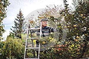 Happy senior farmer picking apple fruit from ladder in garden.