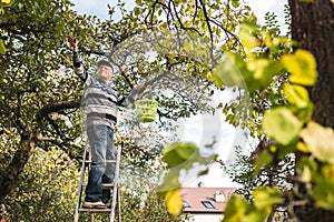 Senior farmer picking apple fruit from ladder in orchard.