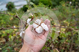 Harvesting organic cotton boll. Hand picking Cotton boll from cotton plant.