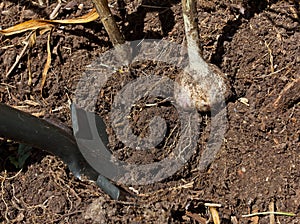 Harvesting organic garlic (Allium sativum) photo