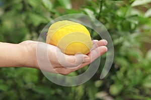Harvesting organic lemon