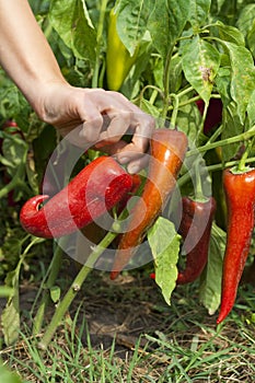 Harvesting organic, non toxic, peppers