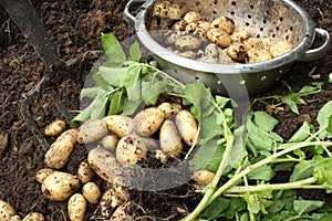 Harvesting organic potatoes