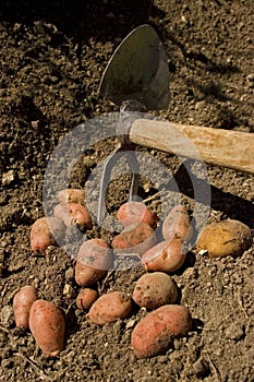 Harvesting Organic Potatoes with Care