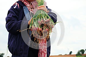 Harvesting organically green shallots.