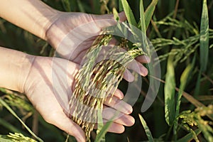 Harvesting Paddy Rice