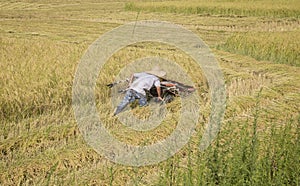 Harvesting paddy rice