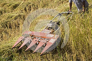 Harvesting paddy rice