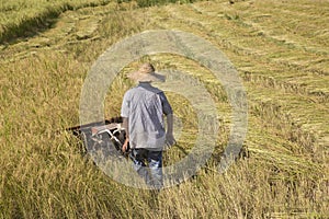 Harvesting paddy rice