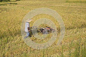 Harvesting paddy rice
