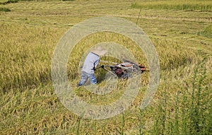 Harvesting paddy rice