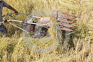 Harvesting paddy rice